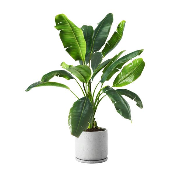 plant