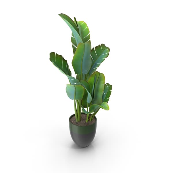 plant